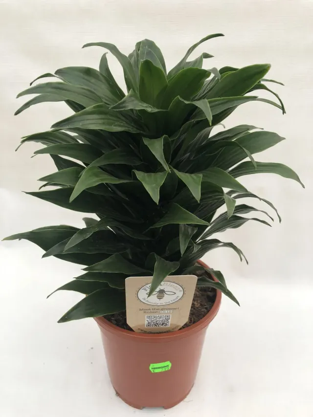 Tuincentrum Heerdink Dracaena fragrans Compacta groene kamerplant