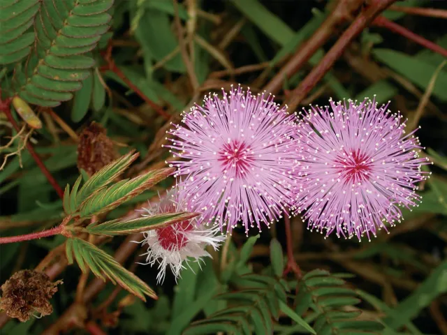 The Natural World Mimosa pudica kruidje-roer-me-niet eetbaar