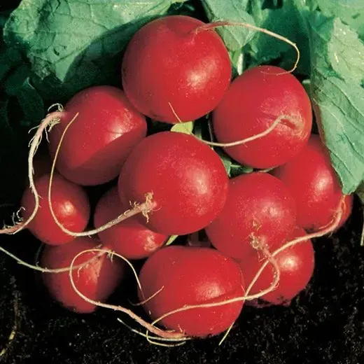 The Natural World Rosso Gigante radijs zaden reuze knol