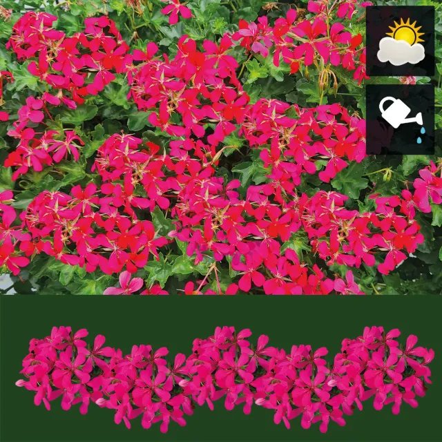 Huyskweker Gameren Hanggeranium donkerroze FM balkonplant