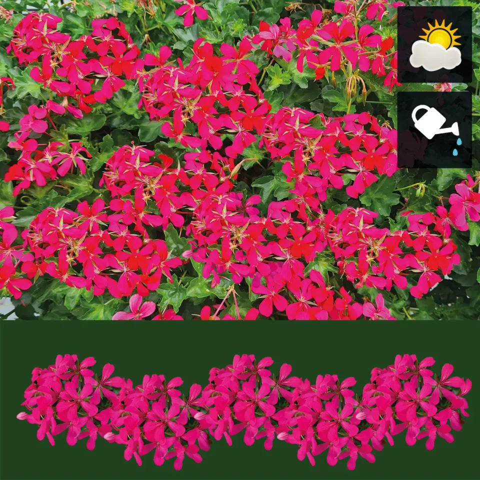 Huyskweker Gameren hanggeranium donkerroze V90 pot