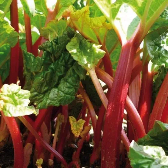 The Natural World Red Champagne rabarberplant zoet