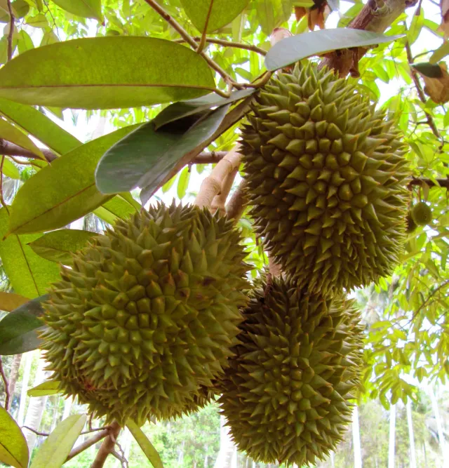 The Natural World Durian plant eetbaar tropisch