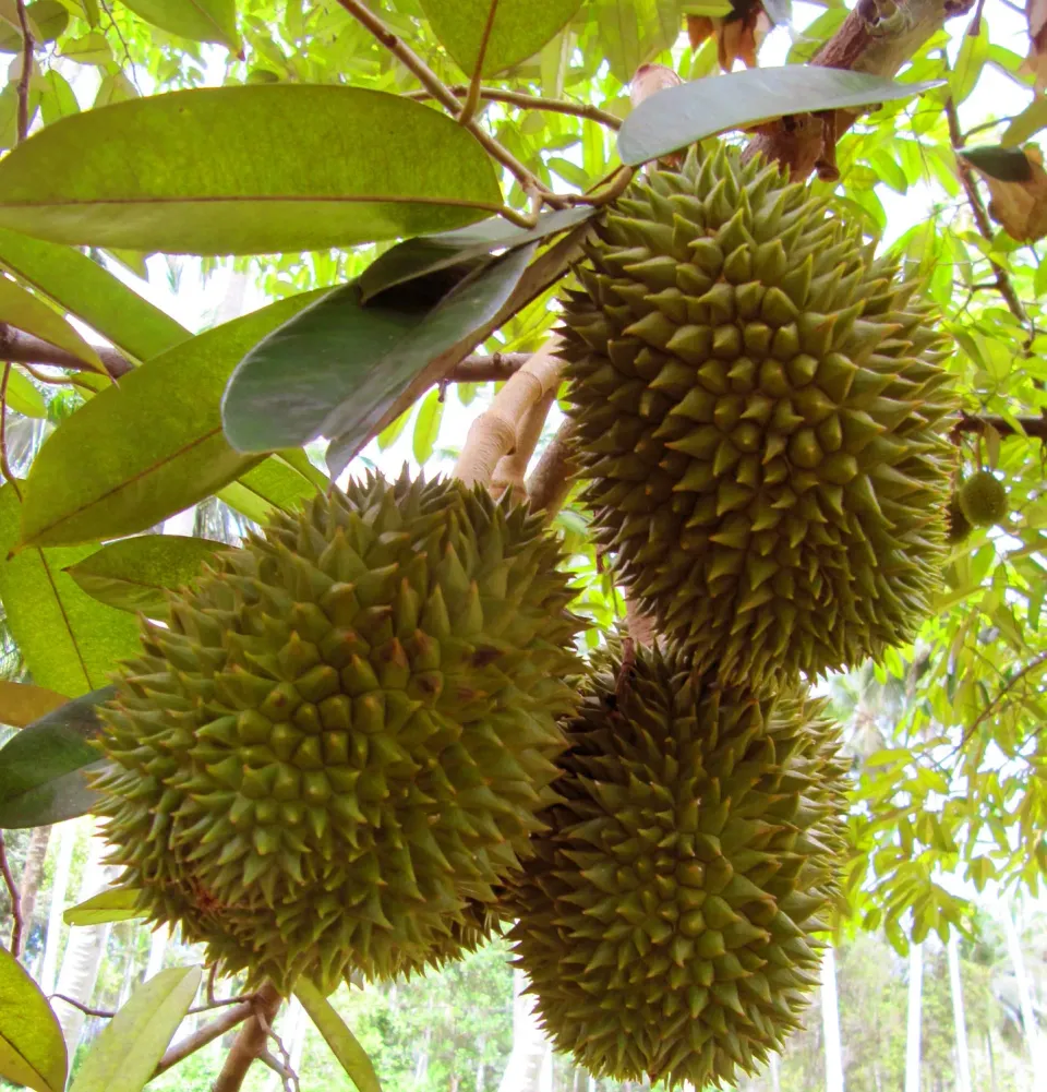 The Natural World Durian plant eetbaar tropisch