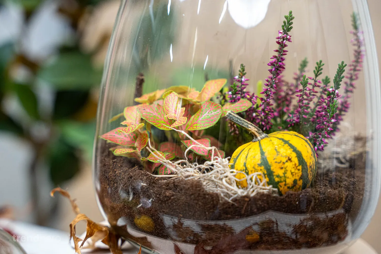 Urbanjungl Emma Autumn herfst terrarium DIY-set