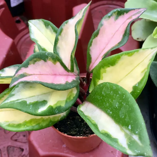 The Natural World Hoya carnosa Tricolor kamerplant bont