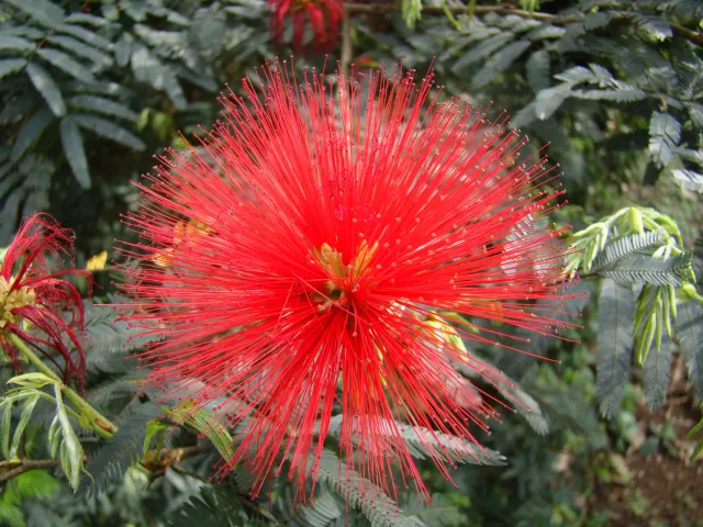 The Natural World Calliandra tweedii kuipplant rood