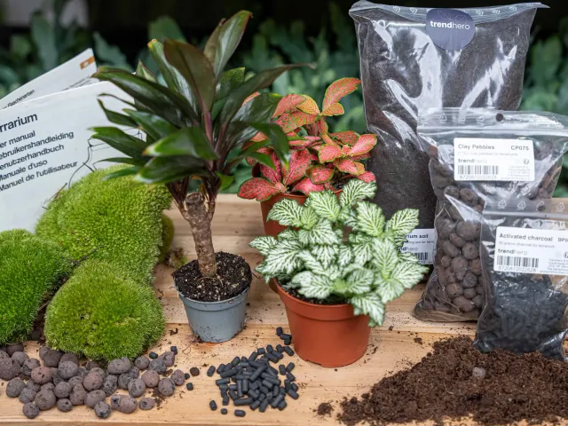 Urbanjungl Palm terrarium startpakket 3 planten L/XL