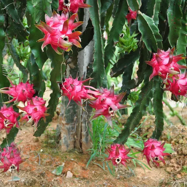 The Natural World Hylocereus undatus drakenfruitplant
