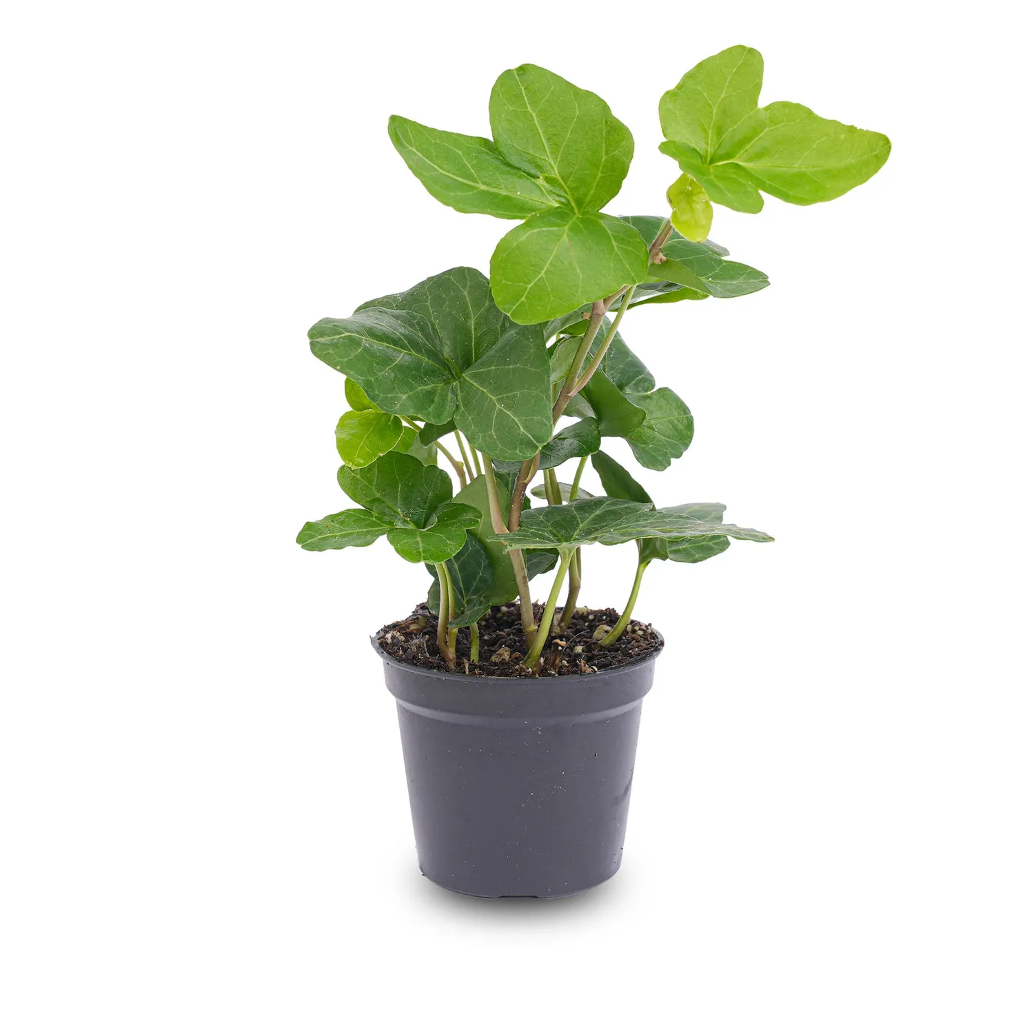 Urbanjungl Hedera helix klimop kamerplant pot 6 mini