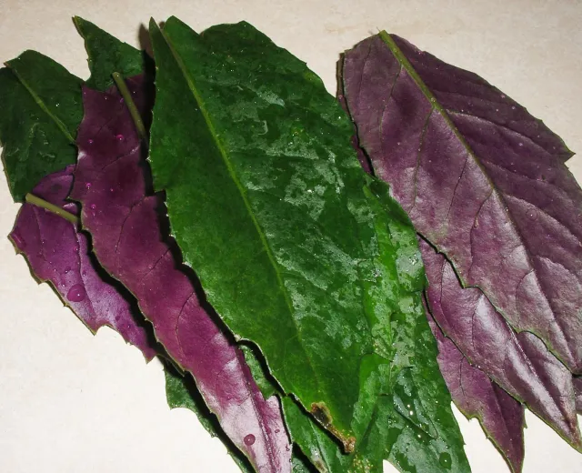 The Natural World Gynura crepioides plant eetbaar