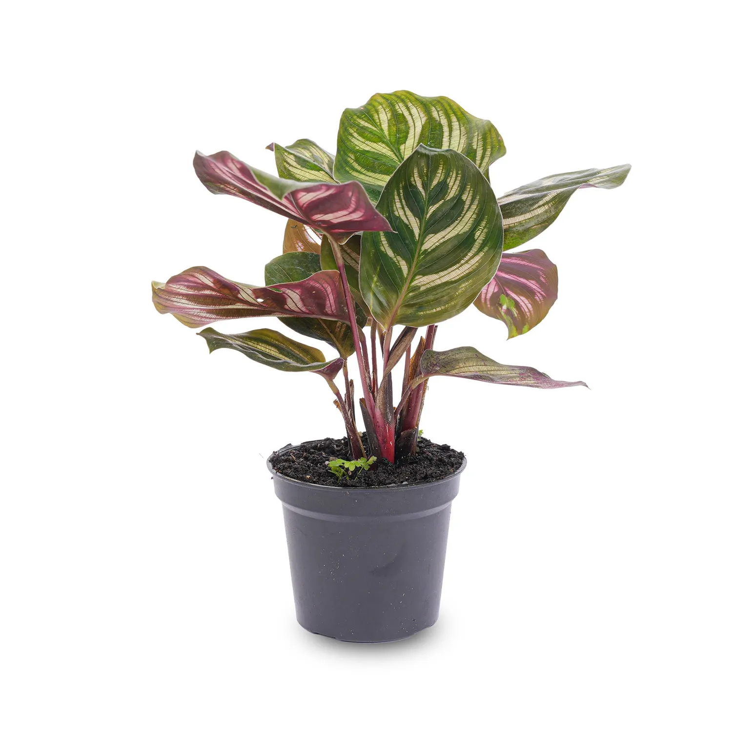 Urbanjungl Calathea Makoyana terrarium plant potmaat 6