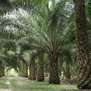 The Natural World Elaeis guineensis palm kuipplant