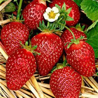 The Natural World Fragaria Korona aardbeiplant P9 zoet