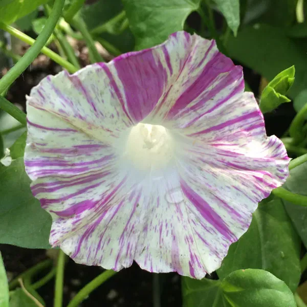 The Natural World Ipomoea tricolor klimplant VP
