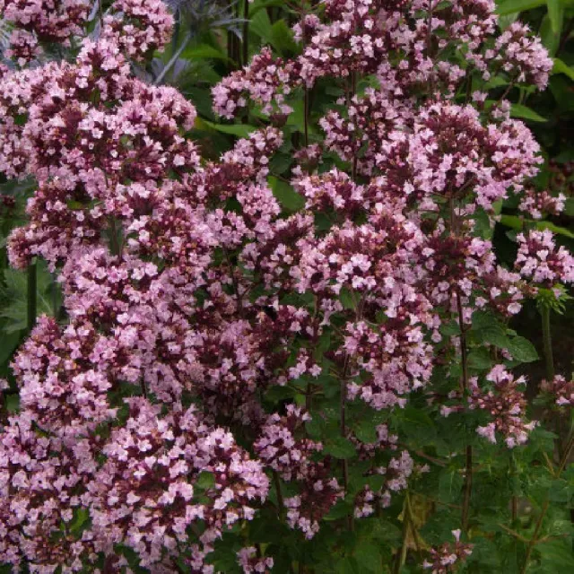 The Natural World Origanum Gentle Breeze oreganoplant mild