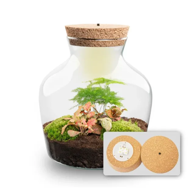 Urbanjungl Little Joe terrarium DIY kit ruby lime Ø 20 cm