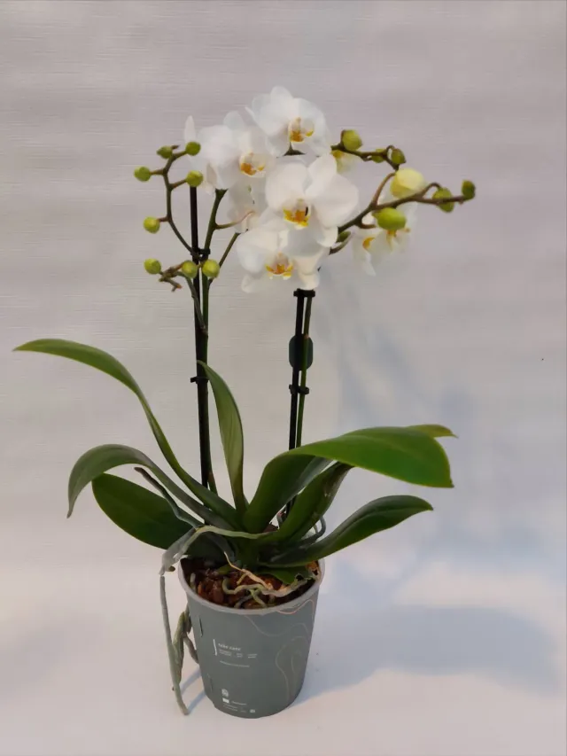 Tuincentrum Heerdink Phalaenopsis kleinbloemig orchidee wit