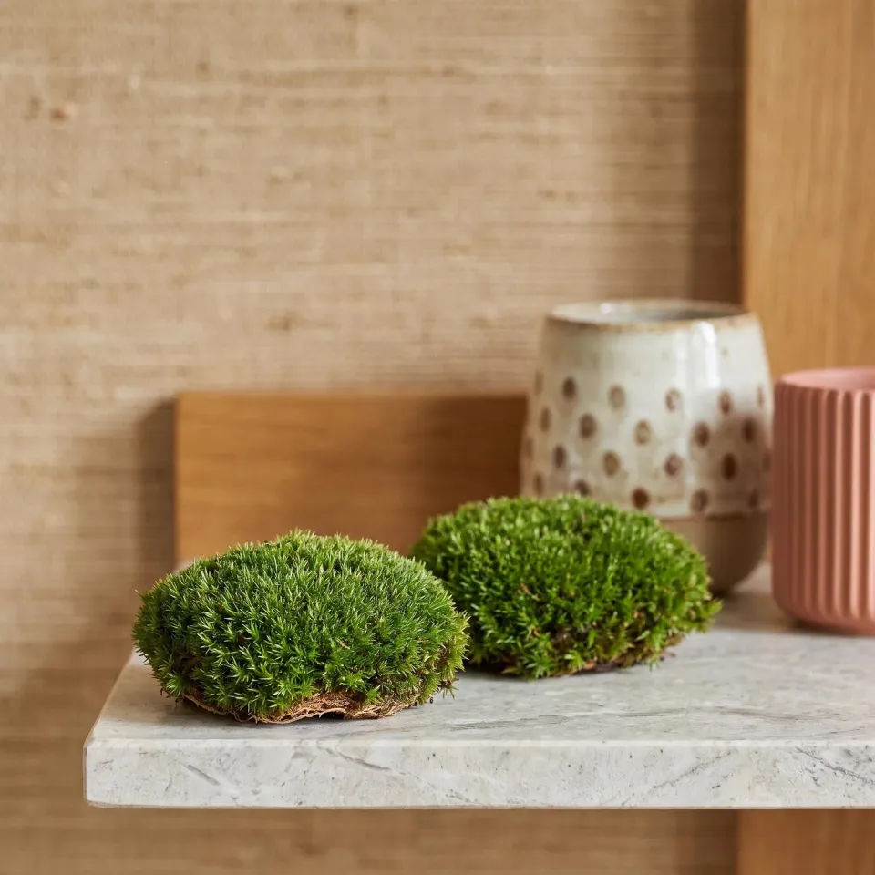 Urbanjungl Levend bolmos kussentjesmos 2 stuks vers