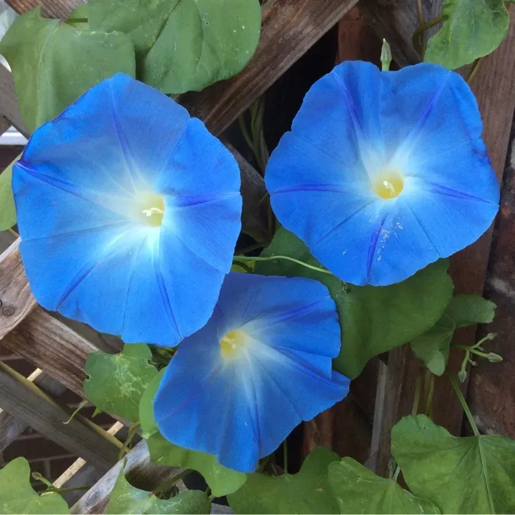 The Natural World Ipomoea tricolor dagbloem zaden klimmer