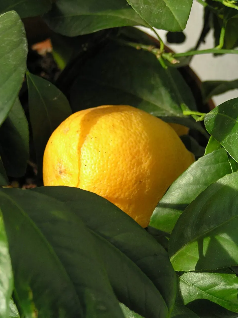 The Natural World Otaheite dwergcitrus plant eetbaar pot