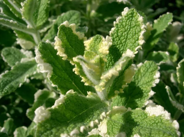 The Natural World Variegata ananasmunt muntplant