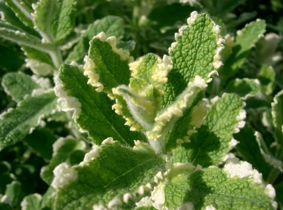 The Natural World Variegata ananasmunt muntplant