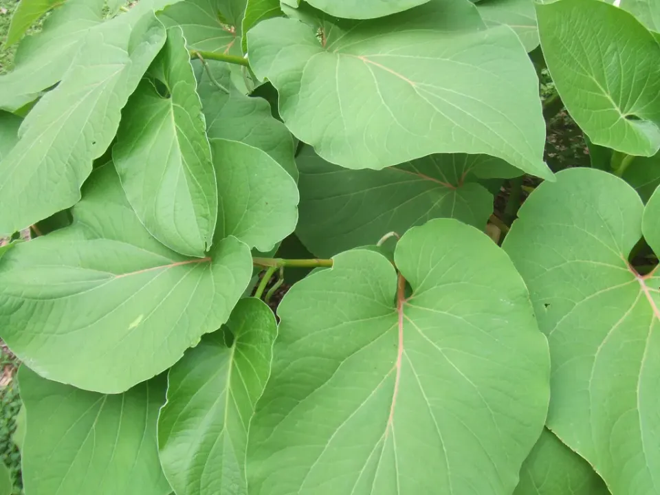 The Natural World Piper auritum plant hoja santa
