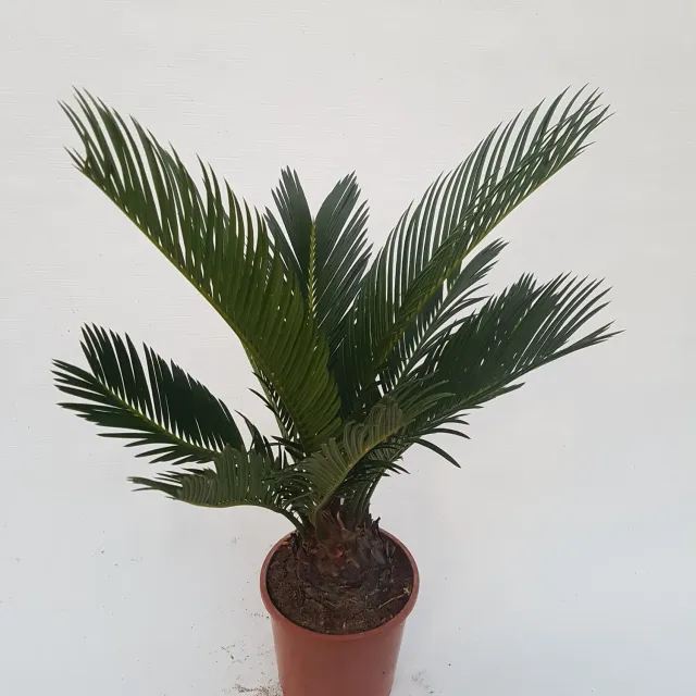 Tuincentrum Heerdink Cycas revoluta sagopalm 45 cm groen