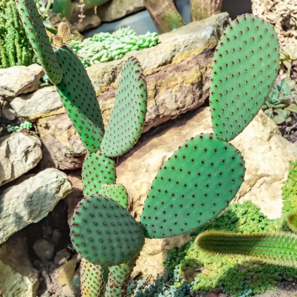The Natural World Opuntia microdasys rufida cactus P12 bruin