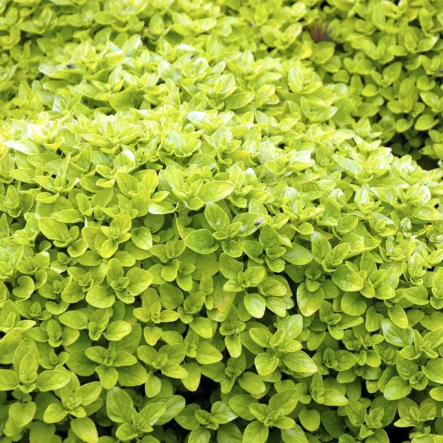The Natural World Origanum Thumbles kruidenplant eetbaar