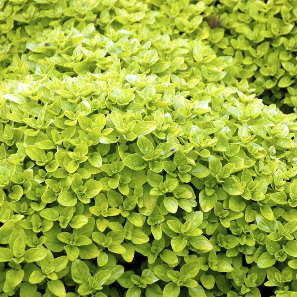 The Natural World Origanum Thumbles kruidenplant eetbaar