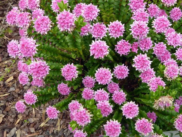 The Natural World Pimelea ferruginea sierplant roze