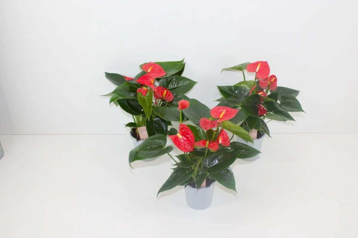 XL-Bloom YoungPlants XL.17 Easy Red jonge plant eetbaar