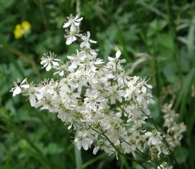 The Natural World Filipendula vulgaris plant P9 pot wit