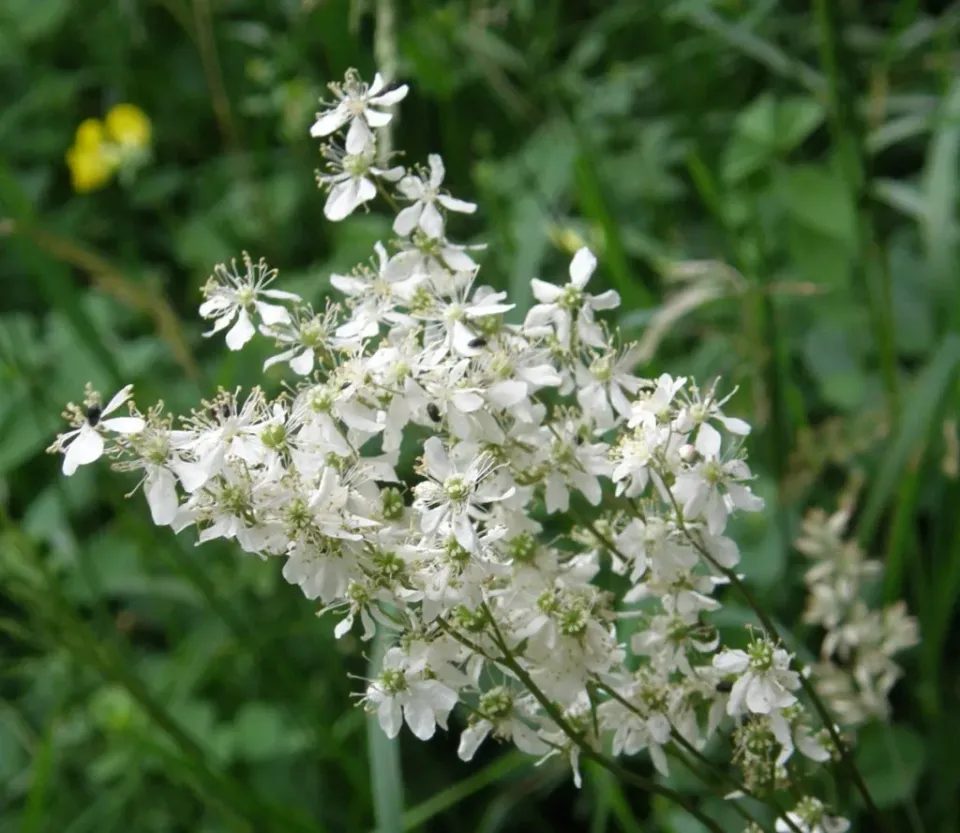 The Natural World Filipendula vulgaris plant P9 pot wit