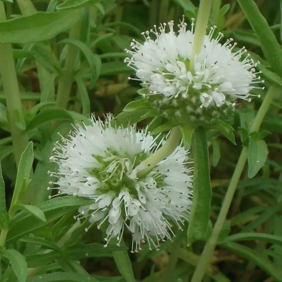 The Natural World Mentha cervina Alba muntplant P9 wit