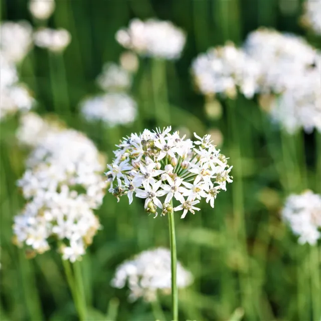 The Natural World Allium tuberosum bieslookplant P9