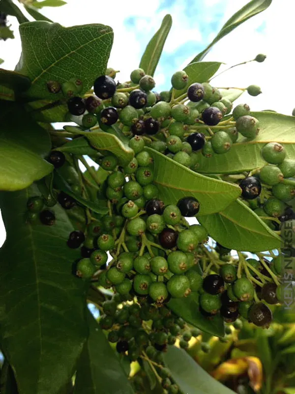 The Natural World Pimenta dioica piment plant eetbaar