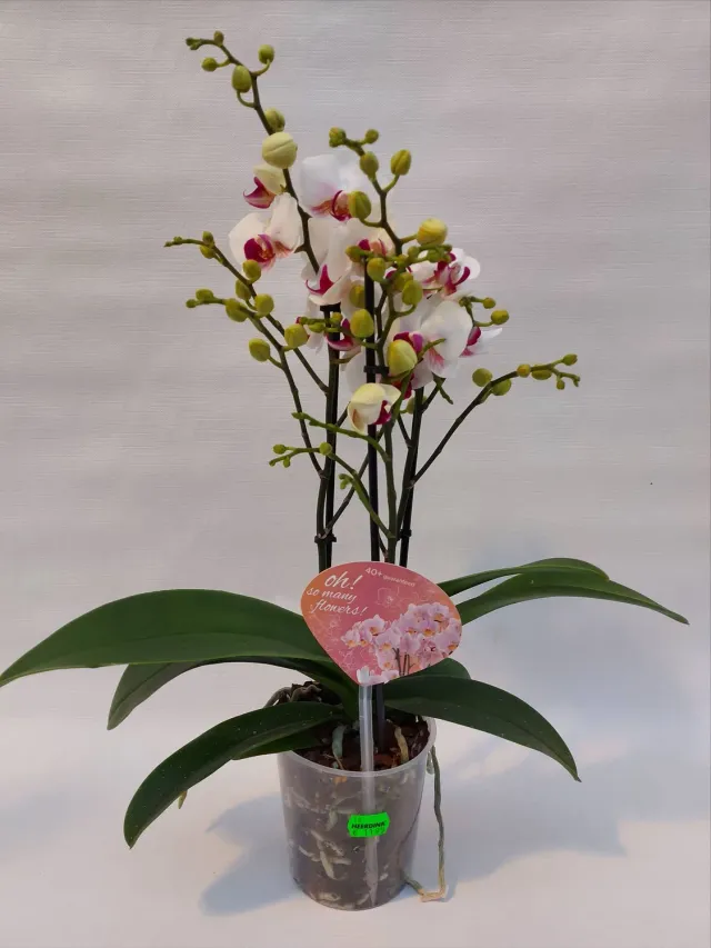 Phalaenopsis kleinbloemig orchidee 3 takken potplant