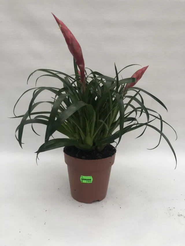 Vriesea Multiflora Astrid bromelia rood in pot