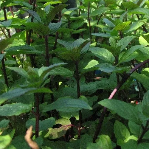 The Natural World Mentha Nigra P9 muntplant sterk