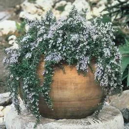 The Natural World Capri rozemarijn plant P9 winterhard