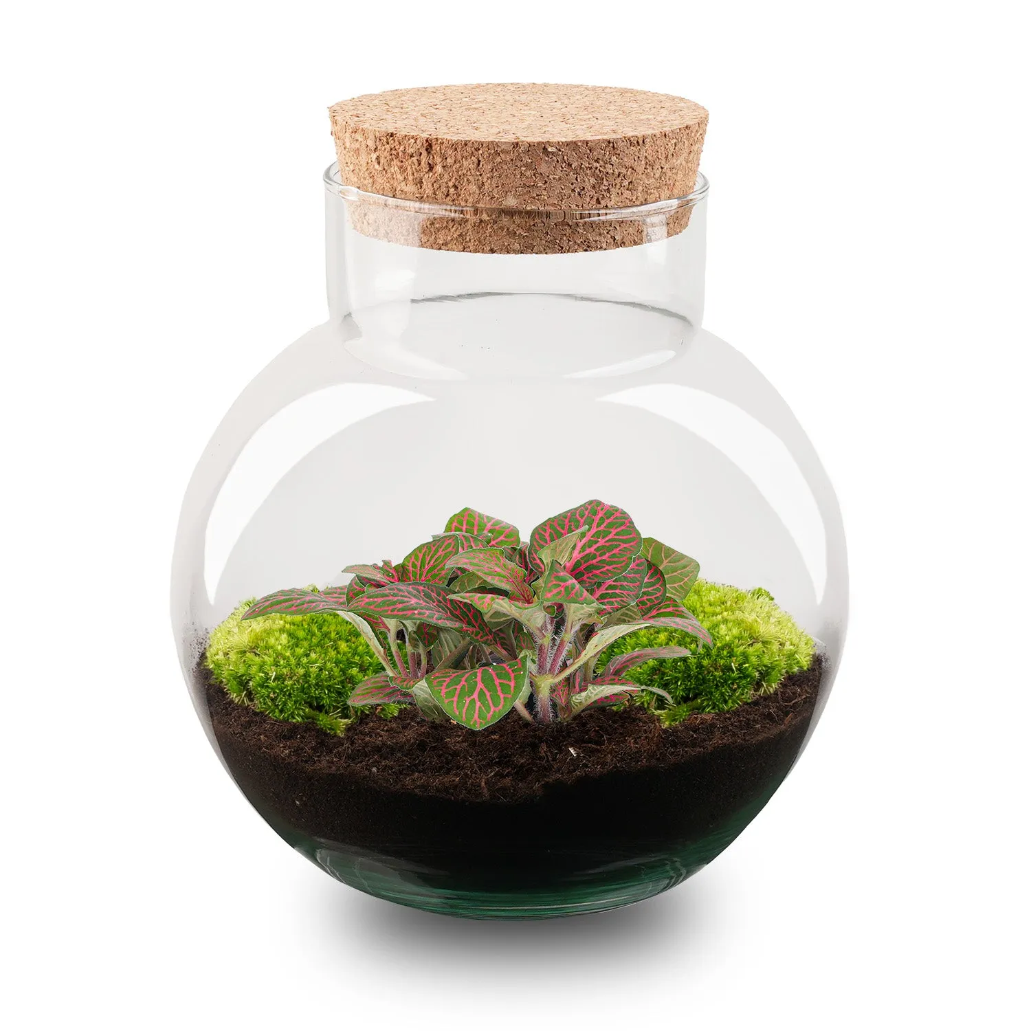 Urbanjungl Noah Fittonia Pink Tiger terrarium Ø 18,5 cm kit