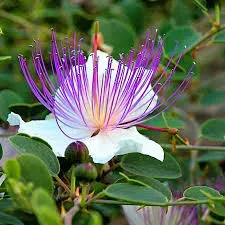 The Natural World Capparis spinosa kappertjesplant eetbaar