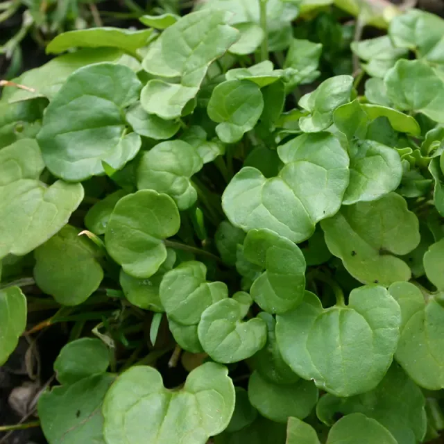 The Natural World Cochlearia officinalis plant P9