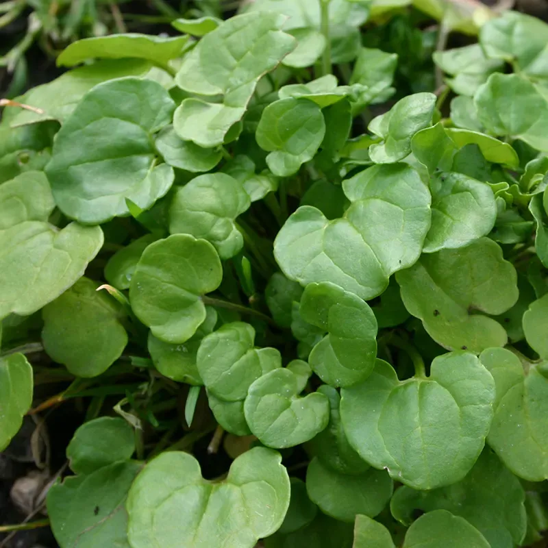 The Natural World Cochlearia officinalis plant P9