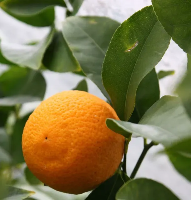 The Natural World citrus Volkamer citroenplant eetbaar