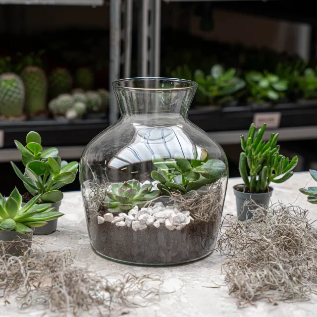 Little Joe Succulent open terrarium DIY kit Ø 20 cm 22 cm