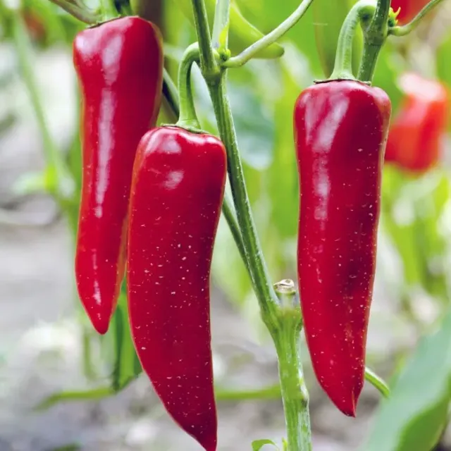 The Natural World Paprika Corno di Toro Rosso plant zoet